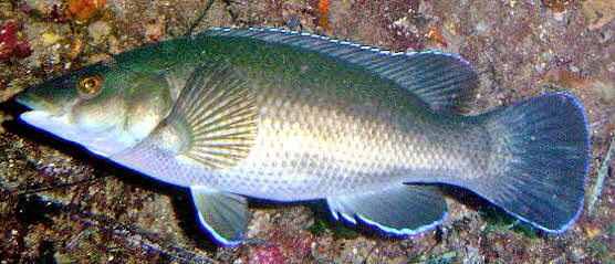 Labrus merula_004